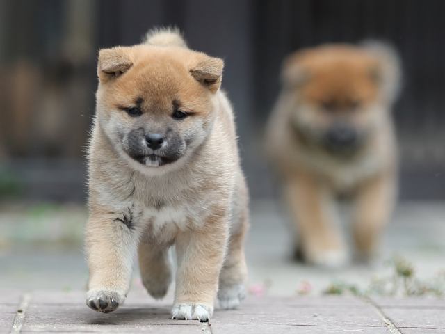AI5I0442-puppy