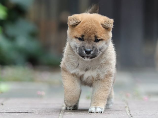 AI5I0446-puppy