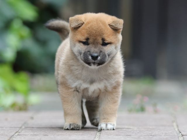 AI5I0450-puppy