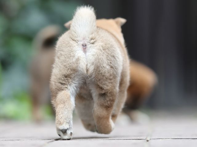 AI5I0462-puppy