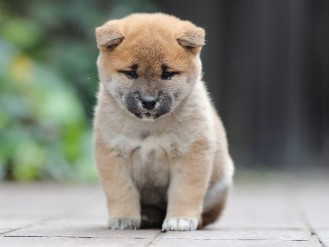 AI5I0695-puppy