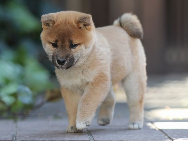 AI5I1021-puppy