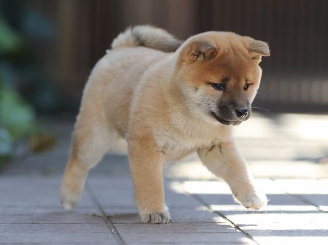 AI5I1061-puppy
