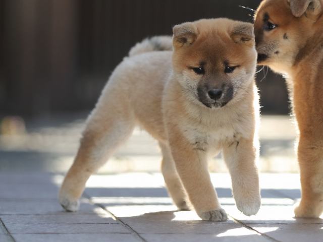 AI5I1065-puppy