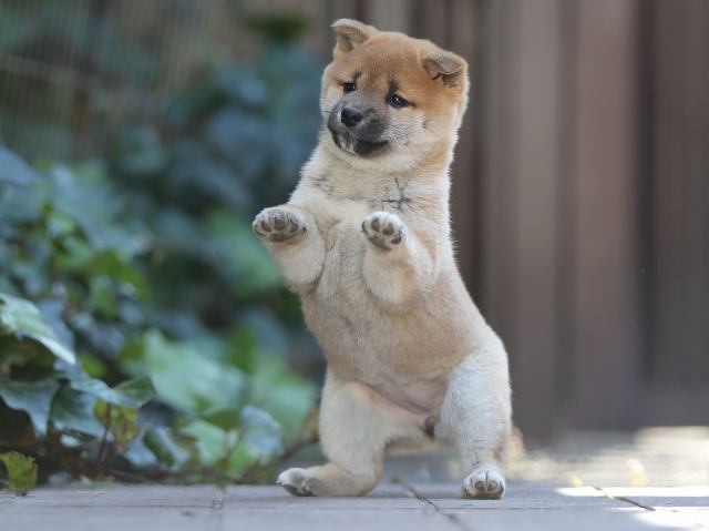 AI5I1114-puppy