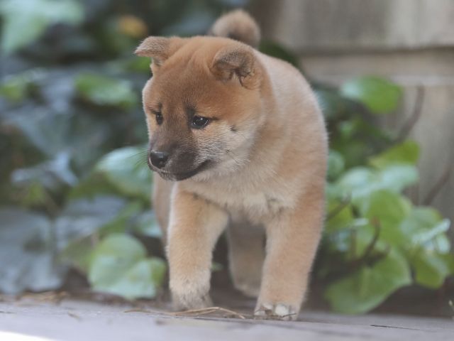 AI5I1137-puppy