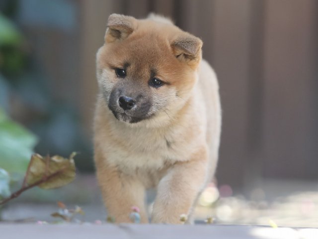 AI5I1170-puppy