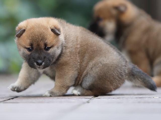 AI5I5557-puppy
