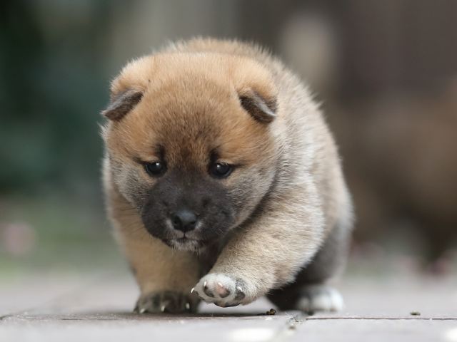 AI5I5578-puppy