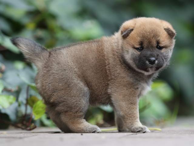 AI5I5624-puppy