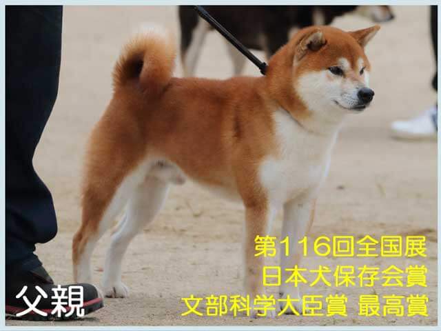 純犬の福龍号