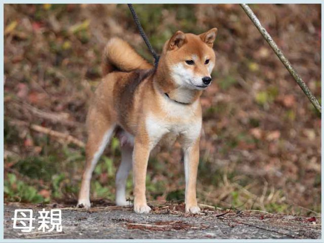 七美桜号