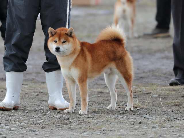 437龍門の紅豊号