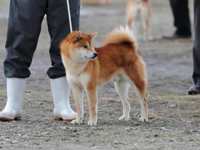 437龍門の紅豊号2