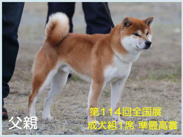 純犬の福龍号