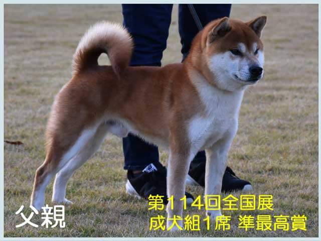 純犬の福龍号1