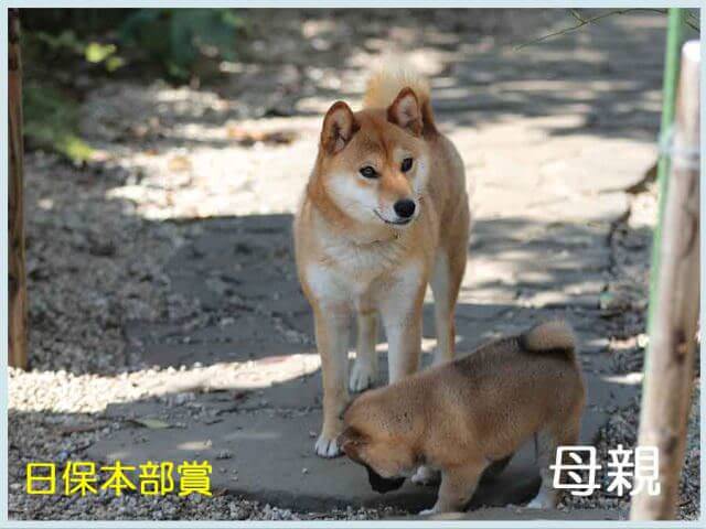 皇鈴の子桜号