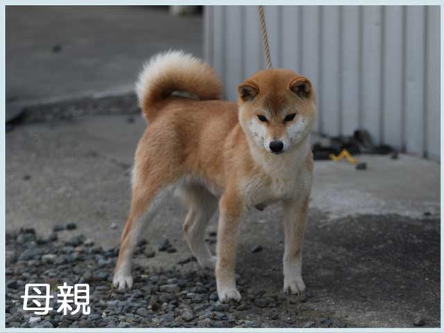 鳥羽の小夏号