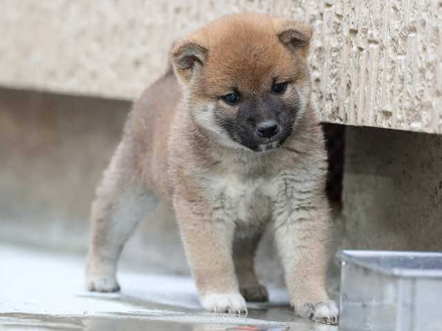 AI5I0878-3385puppy