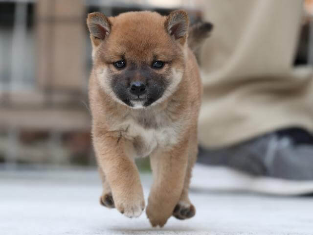 AI5I1007-3387puppy