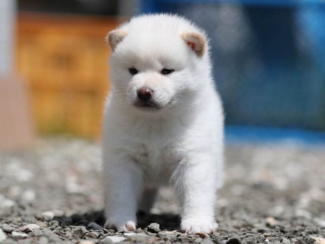 AI5I2978-3376puppy