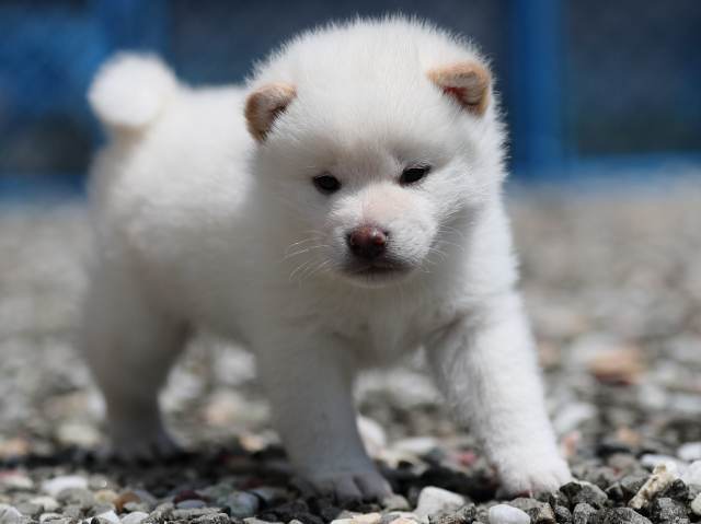 AI5I3019-3376puppy