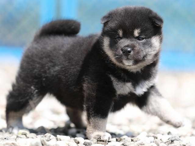 AI5I3338-3378puppy