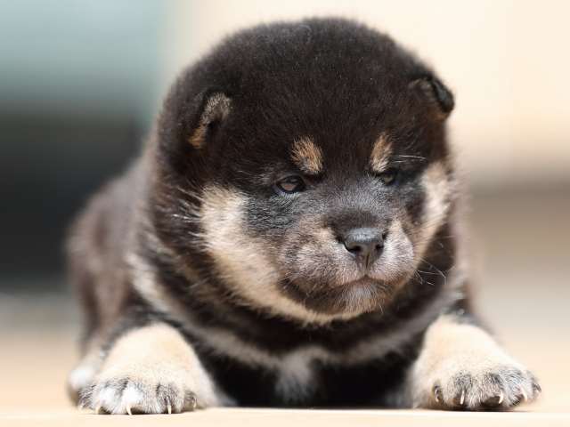 AI5I3724-3379puppy