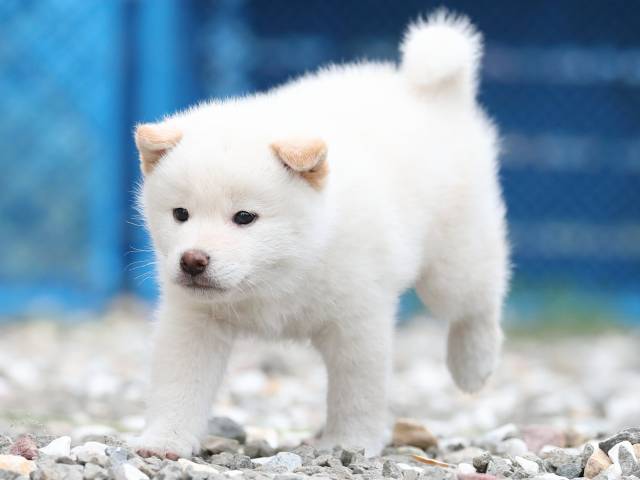 AI5I7316-3376puppy