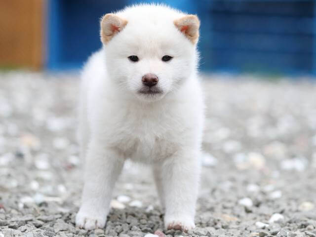 AI5I7412-3376puppy