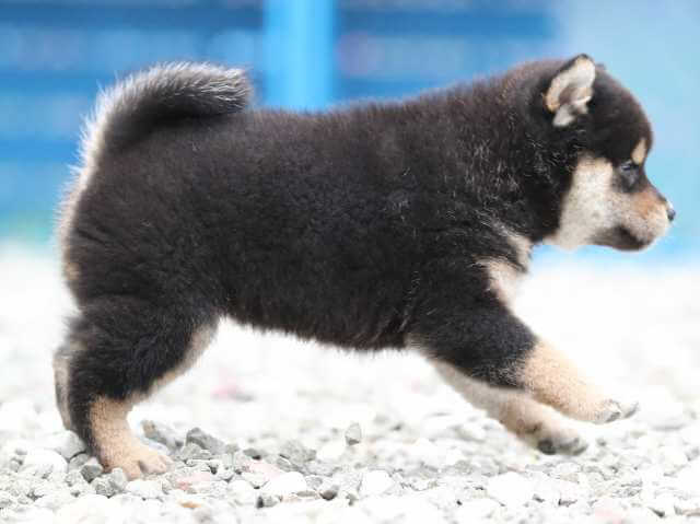 AI5I8386-3378puppy