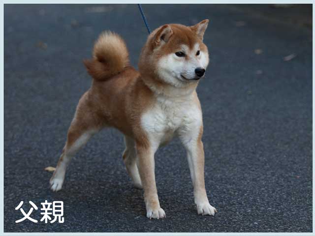 夜桜の宝力号