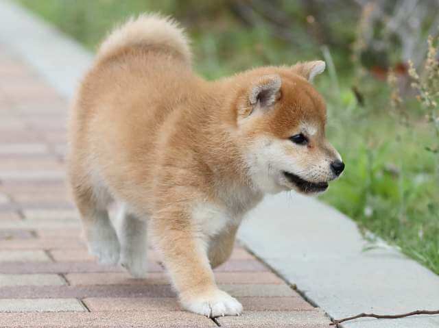 AI5I0006-3391puppy