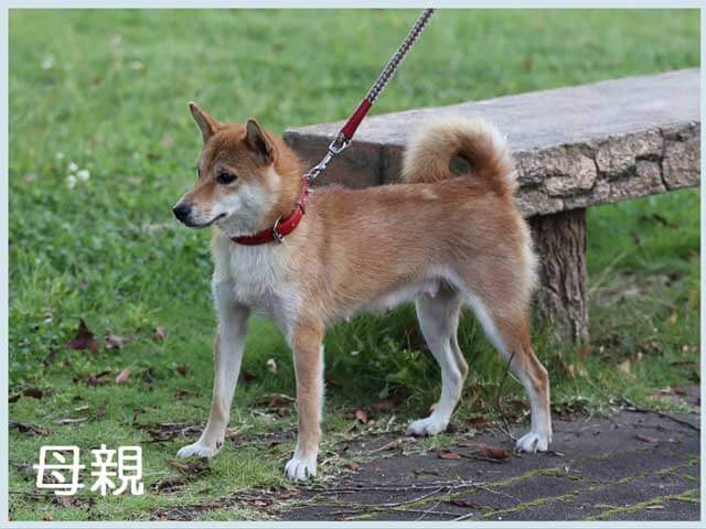 鴻漸の豊美号