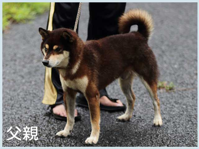 若波の仙王号