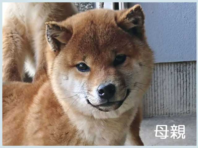 純犬の心号