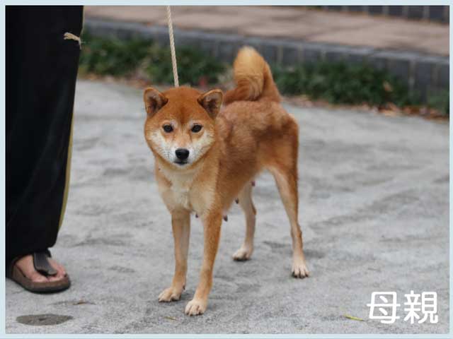 松桜号