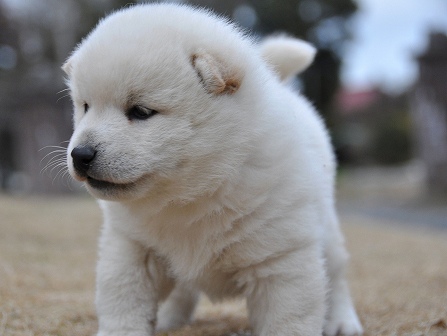 DSC_0543-shibainu