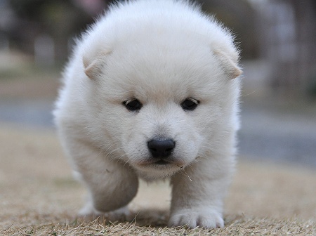 DSC_0553-shibainu