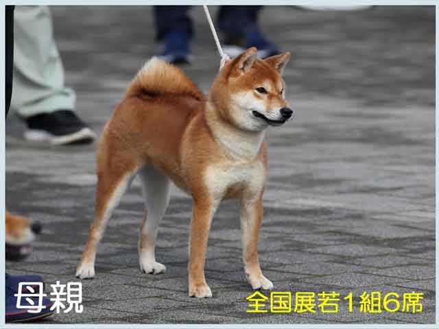 皇鈴の犬美号