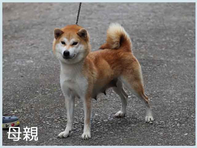 那須ノ杏里号