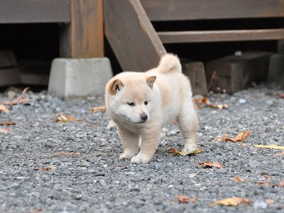 2008.10.31saitama 089-s