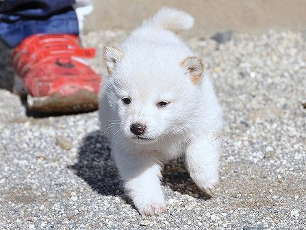 DSC_0055-shibainu-shibainu