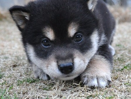 DSC_0281-shibainu