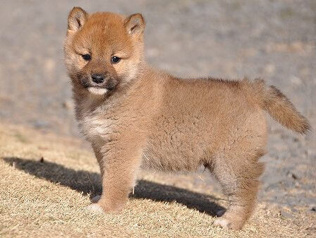 DSC_0283-shibainu