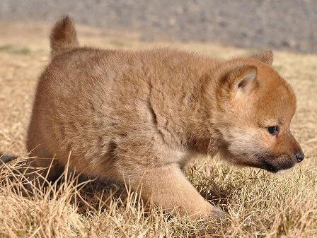 DSC_0329-shibainu