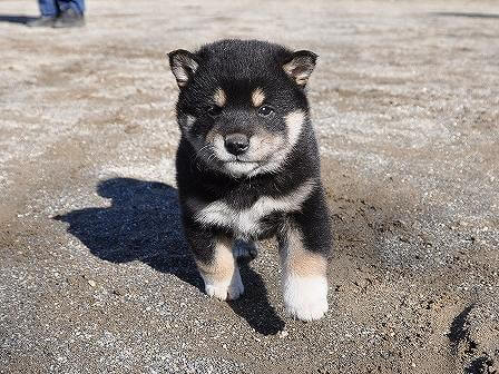 DSC_0642-shibainu-shibainu