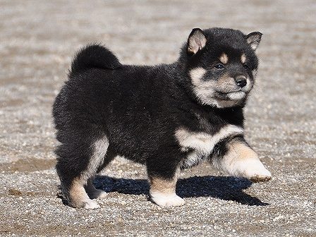 DSC_0692-shibainu-shibainu