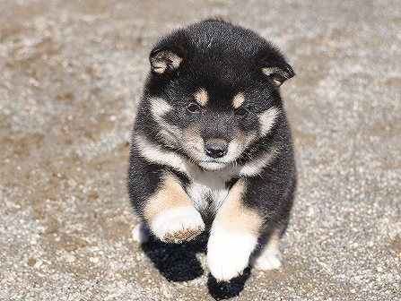 DSC_0735-shibainu-shibainu