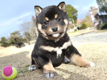 DSC_0909-shibainu